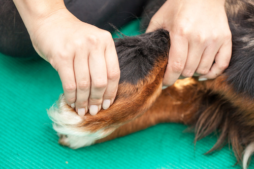 Schmerzen beim Hund erkennen Hundephysiotherapie Fischer